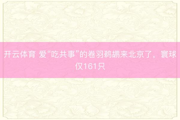 开云体育 爱“吃共事”的卷羽鹈鹕来北京了,寰球仅161只